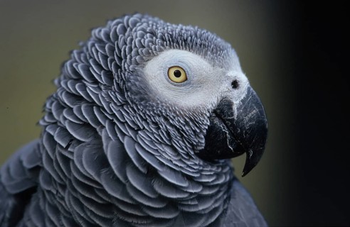 Congo grey parrot (Psittacus erithacus)