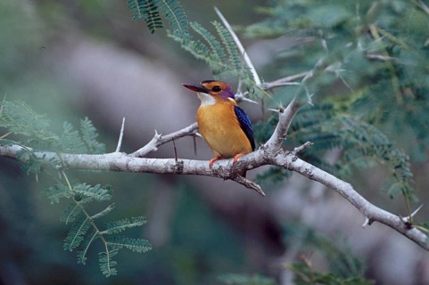 Brown-headed Pygmy Kingfisher (Ispidina picta)