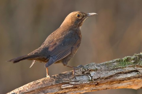 Blackbird (Turdus merula)