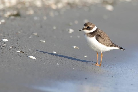 Ringed Plover (Charadrius hiaticula)