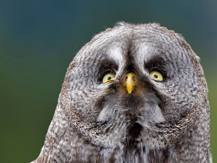 Barred Owl (Strix nebulosa)