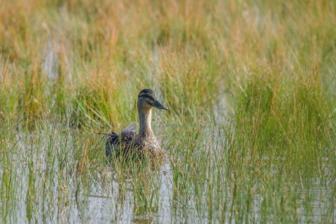 Mallard (Anas platyrhynchos)