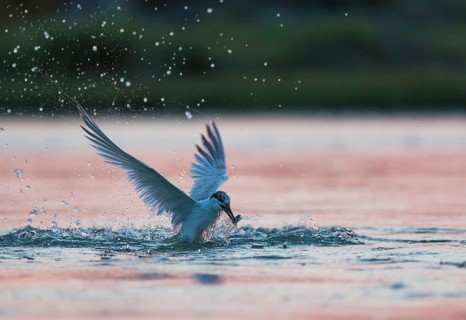 Emerging Sandwich Tern at dusk (Sterna sandvicensis)
