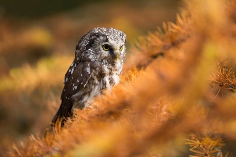 Great horned owl (Aegolius funereus)