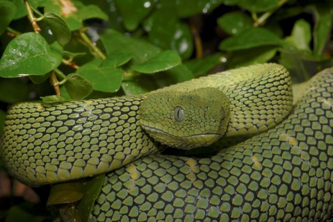 West African bush viper (Atheris chlorechis)