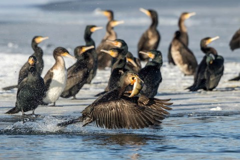 Cormorant with preyed river perch (Phalacrocorax carbo)
