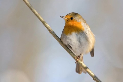 European robin (erithacus rubecula)
