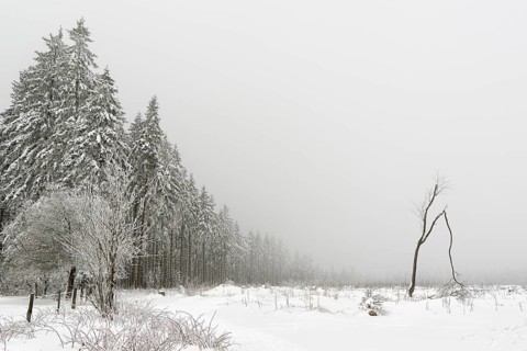 Winter forest
