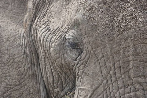 African elephant (Loxodonta africana)