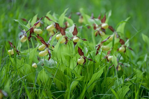 Lady's slipper (Cypripedium calceolus)