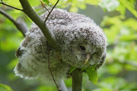 Ural owl (Strix uralensis)