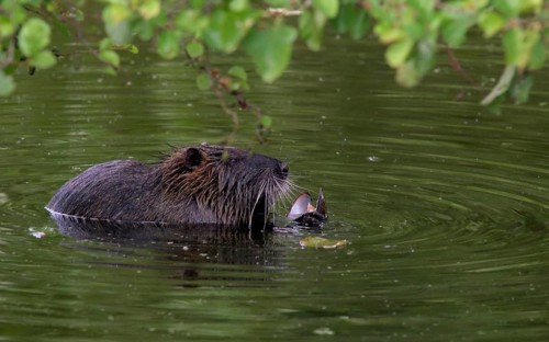Nutria with freshwater mussel (Myocastor coypus)