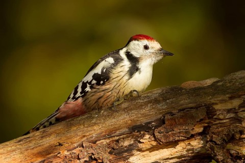 Middle spotted woodpecker (Dendrocopos medius)