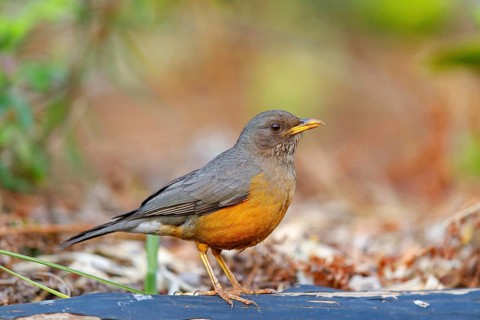 Cape thrush, (Turdus olivaceu), olive thrush, biotope, foraging, songbird, thrush family, Africa,