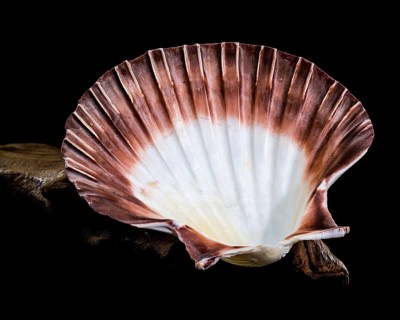 Close-up of a red and white Pecten jacobaeus scallop shell from the Pectinidae family, showcasing