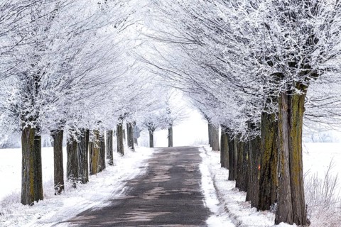 Snow-covered avenue in Masuria in eastern Poland in winter