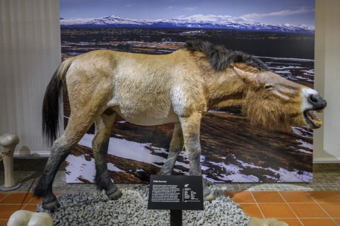 Ice Age Wild Horse, Exhibition Ice Age Safari Allgäu in the Marstall, Kempten, Allgäu. Bavaria,