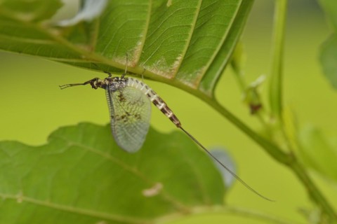 A male Green Drake hangs on a leaf