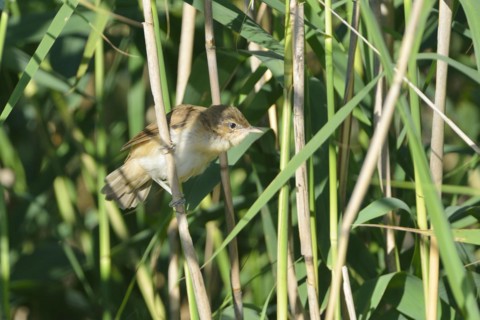 Flying Great Reed Warbler in the reeds Great Reed Warbler, Acrocephalus arundinaceus, Great Reed