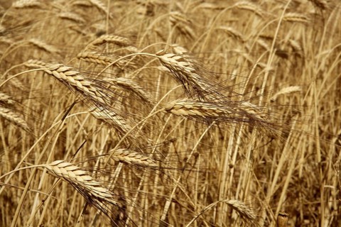 Agriculture wheat golden dried fiels crop texture background