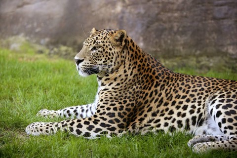 African leopard on resting over green grass