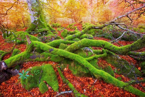 Autumn Selva de Irati fall beech jungle in Navarra Pyrenees of Spain