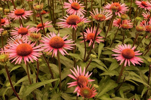 Close-up of a beautiful flowering plant in the sun