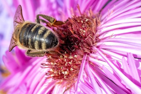 Close-up of a beautiful flowering plant in the sun