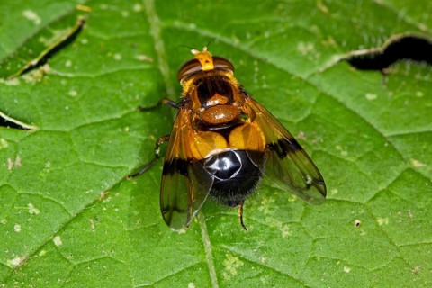 Cistogaster globosa, Caterpillar Fly, Tachinid Fly