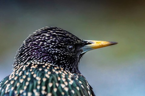 Starling (Sturnus vulgaris) in spring plumage, close-up, Hochrhein, Baden-Württemberg, Germany,