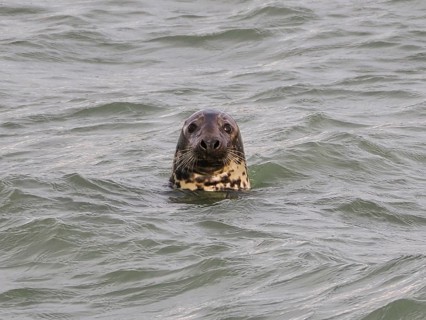 Harbour seal (Phoca vitulina) at the Dutch North Sea, Brouwersdam, province of South Holland,