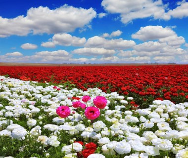 Boundless rural field with flowers. White garden buttercups are combined with bright red and pink