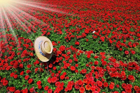Elegant straw hat with a white and blue ribbon on the field of red flowers