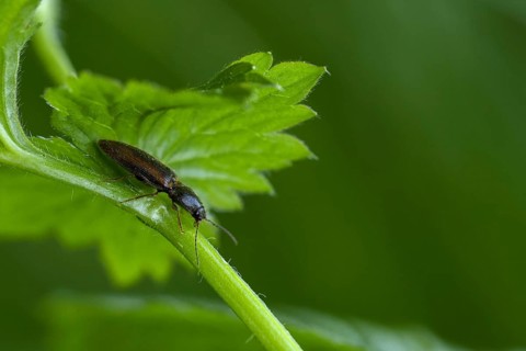 Variegated click beetle (Dalopius marginatus)