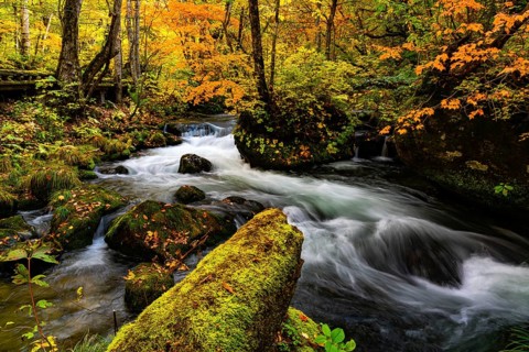View of Oirase River flow along the Oirase Walking Trail passing the colorful forest of autumn
