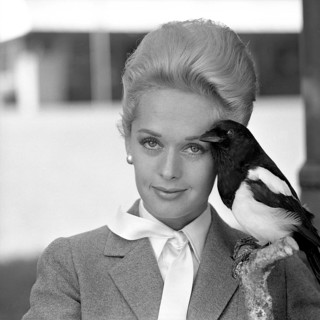 Tippi Hedren. American actress, born january 19 1930. She was discovered by film director Alfred