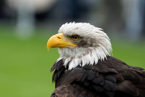Bald eagle, Haliaeetus leucocephalus