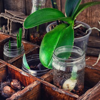 Bulbs and plant shoots and spring flowers in wooden box