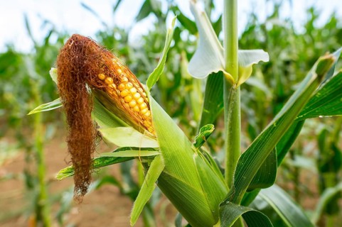 Fresh cob of ripe corn in the green field