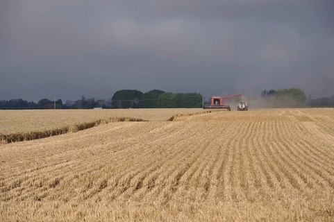 Farmers harvest a crop of wheat, South Canterbury, New Zealand, Oceania