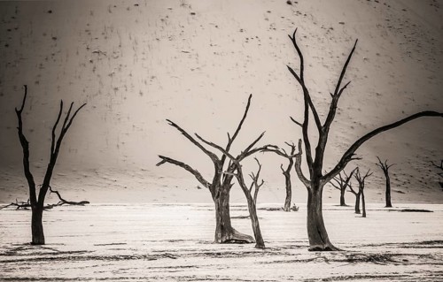 Dead Camelthorn trees stand, without decaying in Deadvlei in the Namib Desert