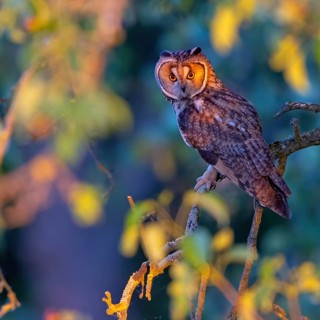 Long-eared owl, (Asio otus), perch, animals, birds, owls, Hockenheim, Baden-Württemberg, Federal
