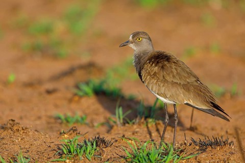 Lapwing (Vanellus lugubris), animals, birds, biotope, habitat, foraging, wader, plover family,