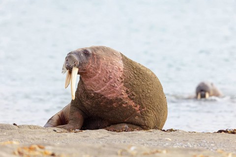 Walrus, (Odobenus rosmarus), (Trichechus rosmarus), animals, mammals, Spitsbergen, Longyearbyen,