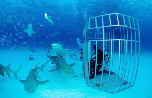 Lemon Sharks and divers in a shark cage, Negaprion brevirostris, Bahamas, Grand Bahama Island,