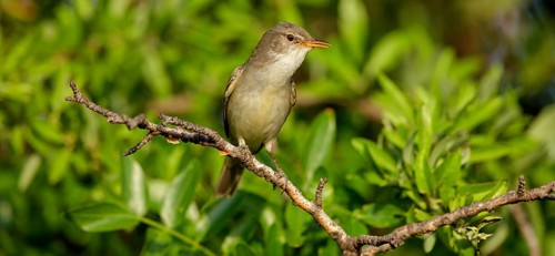 Olive warbler, (Hippolais olivetorum), animal, animals, bird, birds, biotope, habitat, perch,