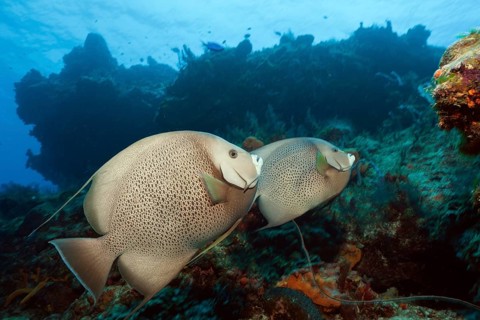 Gray angelfish, Pomacanthus arcuatus, Cozumel, Caribbean, Mexico, Central America