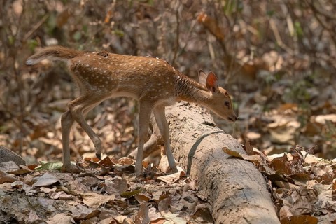 Axis deer, Chital (Axis axis), juvenile, morning light, backlight, Kanha National Park, Tiger