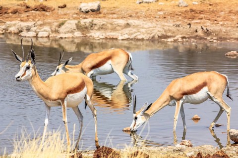 Three springboks gazelles at pool in Namibian savannah of Etosha National Park, dry season in