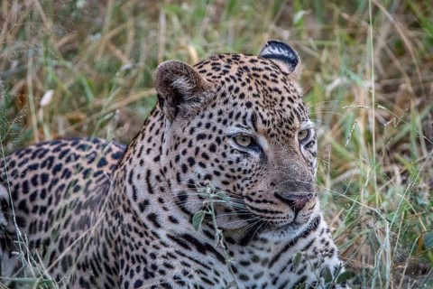 Close up of a Leopard's face in the Sabi Sand Game Reserve, South Africa, Africa